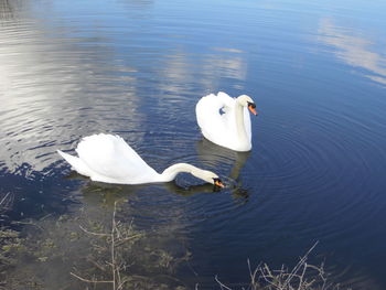 Swan swimming in water