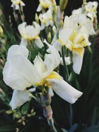 Close-up of white flowering plant