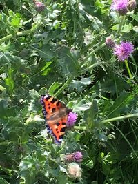 Close-up of butterfly pollinating on flower