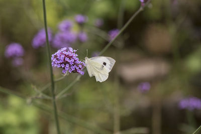 Close-up of butterfly pollinating on purple flower