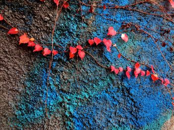 Close-up of plant growing on wall