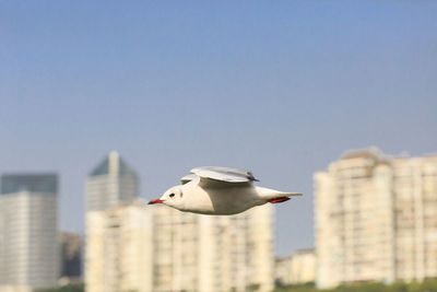 Close-up of seagull flying against clear sky