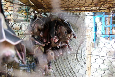 Close-up of horse in cage