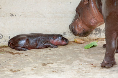 Close-up of horse in zoo