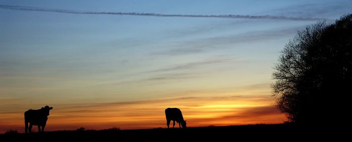 Cows grazing on field against sky during sunset