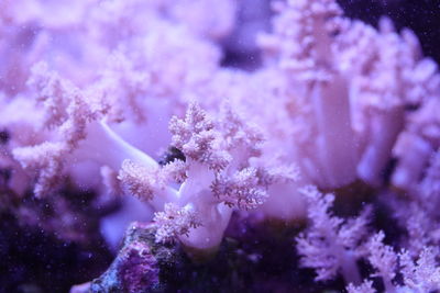 Close-up of coral plant