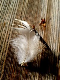 Close-up of feather on wood