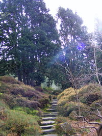 Plants and trees against sky
