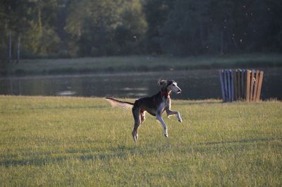 Dog running on field