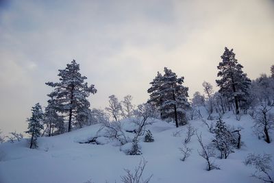 Snow covered trees against sky