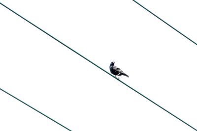 Low angle view of bird perching on cable