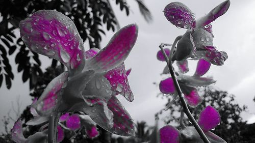 Close-up of flowers