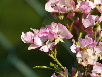 Close-up of pink cherry blossoms