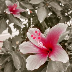 Close-up of pink hibiscus blooming outdoors