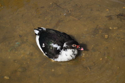 High angle view of duck swimming in lake