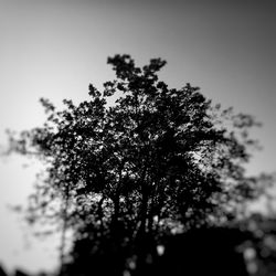 Close-up of tree against clear sky