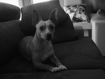 Dog resting on sofa