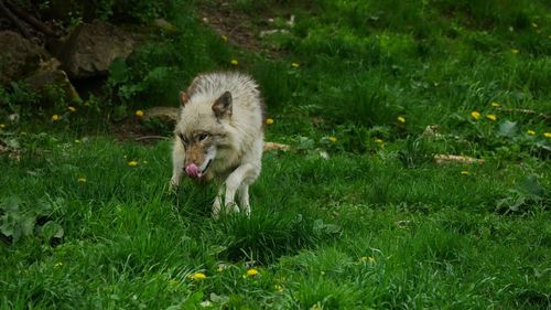 Wolf in the wild liking his mouth