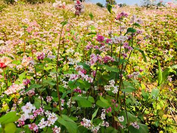 Close-up of pink flowering plants in park