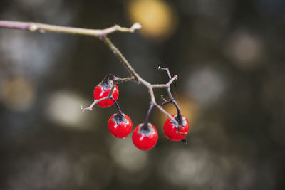 Close-up of red berries growing on plant