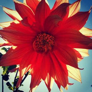 Close-up of red flower growing outdoors