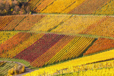 High angle view of vineyard