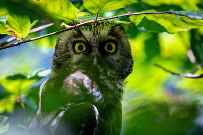 Portrait of a bird