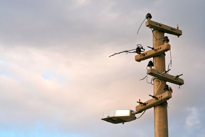 Low angle view of bird on roof against sky