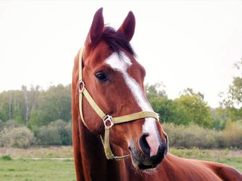 Portrait of horse in ranch