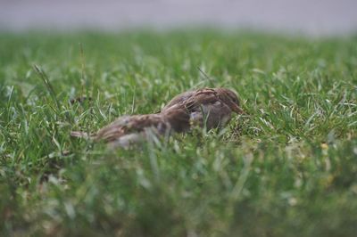 Close-up of birds perching on grassy field