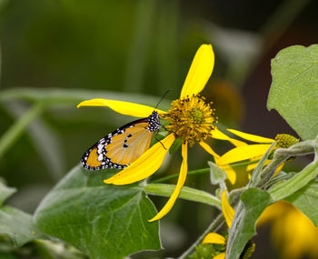 Close-up of butterfly pollinating on yellow flower