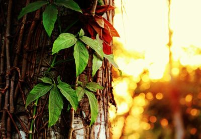 Close-up of fresh green plants