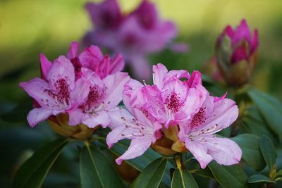 Close-up of pink flowering plant