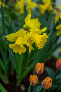 Close-up of yellow flowering plant in park