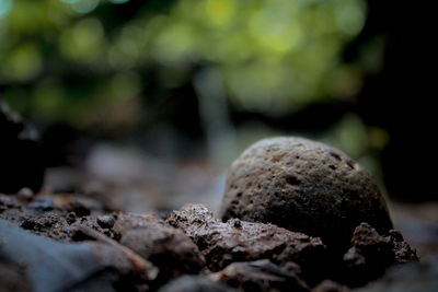 Close-up of stones on rock