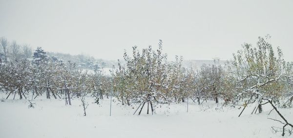 Trees on field against clear sky