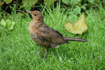 Close-up of bird perching on grass