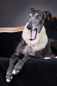 Close-up of dog looking away