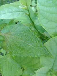 Full frame shot of raindrops on leaves