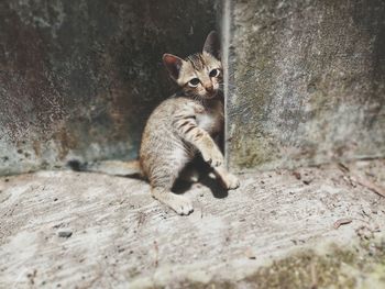 Portrait of a cat looking away