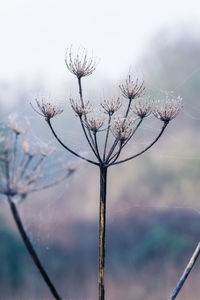 Close-up of wet plant against sky