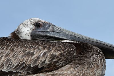 Close-up of eagle