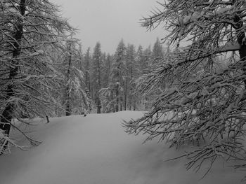 Snow covered pine trees in forest during winter