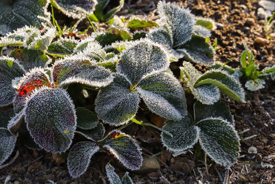 High angle view of succulent plant on field during winter