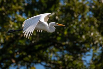 Low angle view of heron flying