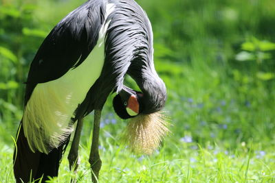 Close-up of a crane - bird