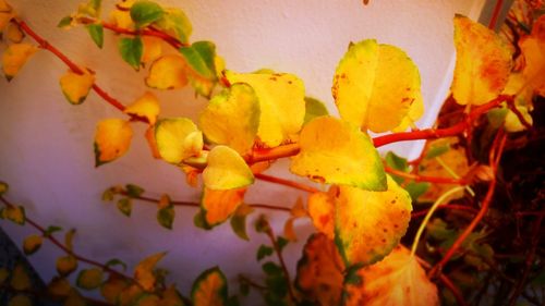 Close-up of yellow flowers