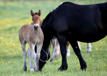 Horses standing in field