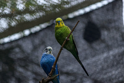 Bird perching on a leaf