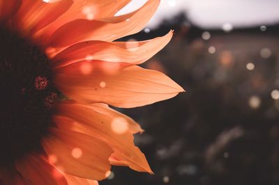 Close-up of orange flower blooming at night
